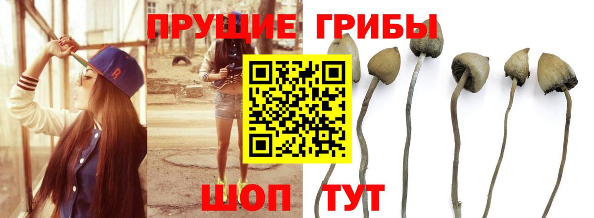 Псилоцибиновые грибы GOLDEN TEACHER  Вход с VPN  где найти   Псилоцибиновые грибы Magic Shrooms  Александров 